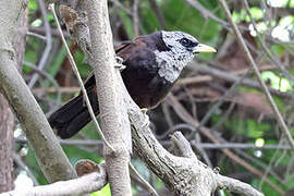 Capuchin Babbler