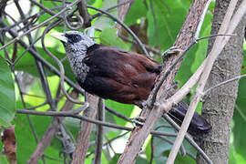 Capuchin Babbler