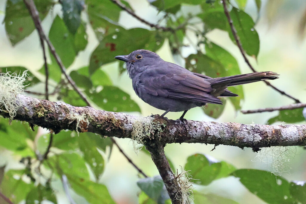 Piauhau à calotte marron