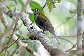 Grey-tailed Piha