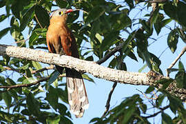 Black-bellied Cuckoo