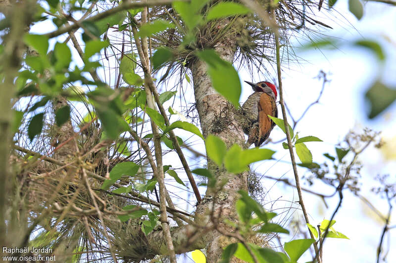 Bronze-winged Woodpecker male adult
