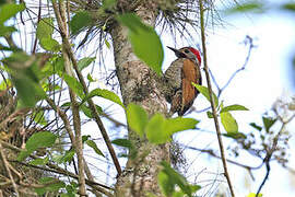 Bronze-winged Woodpecker