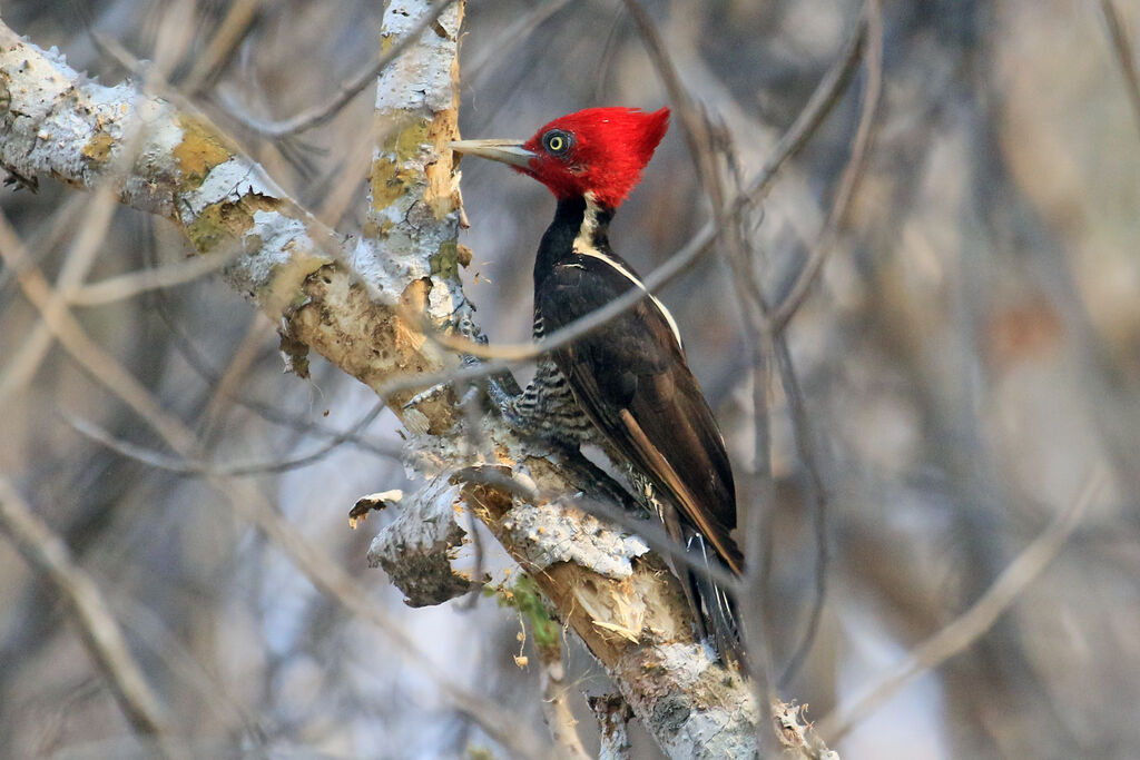 Pale-billed Woodpecker male adult