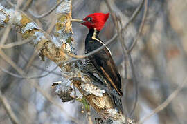 Pale-billed Woodpecker