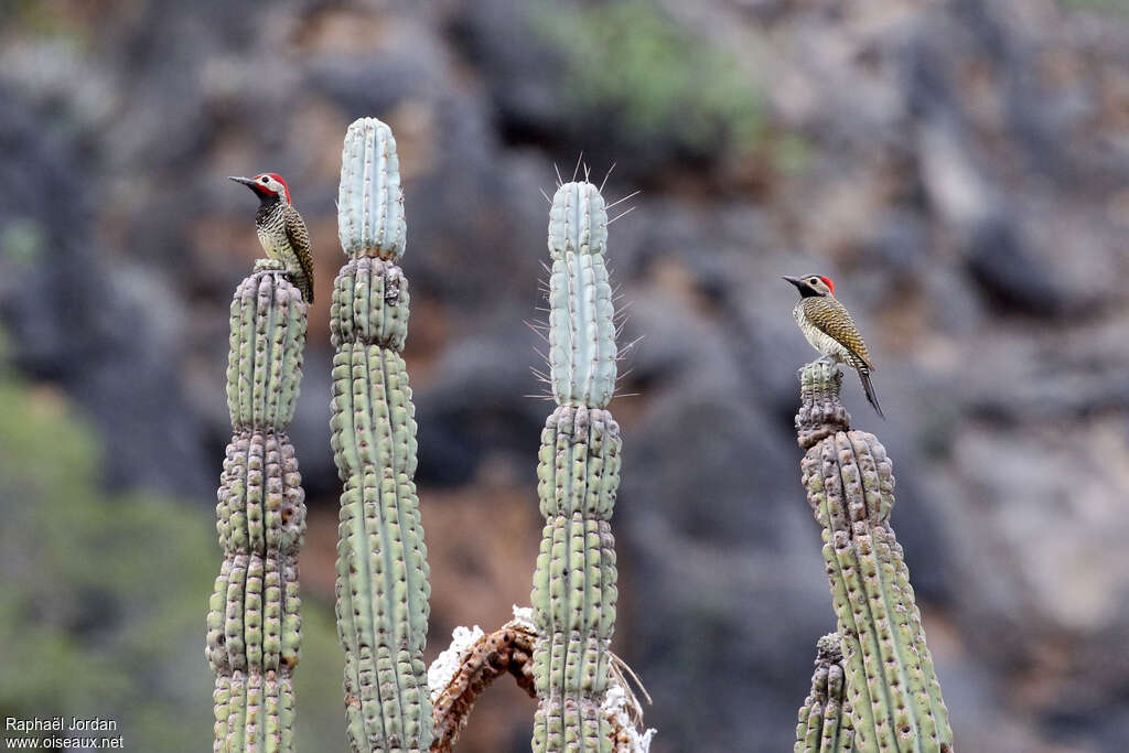 Black-necked Woodpeckeradult breeding, habitat, pigmentation