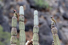 Black-necked Woodpecker