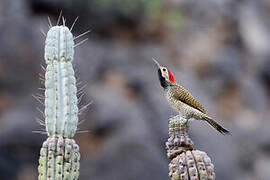 Black-necked Woodpecker