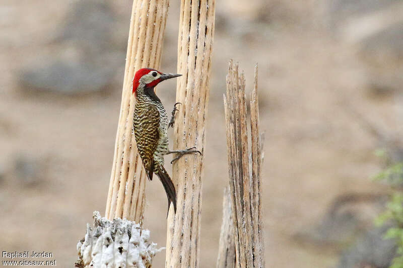 Black-necked Woodpecker male adult, identification