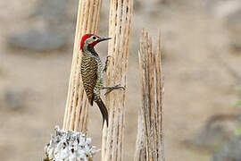 Black-necked Woodpecker