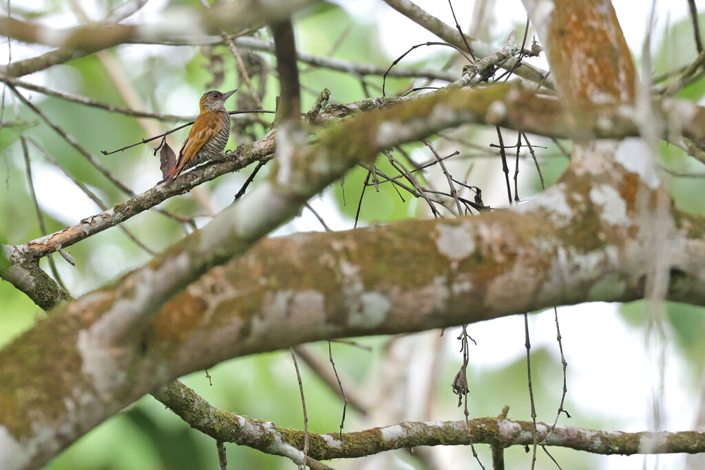 Red-rumped Woodpecker