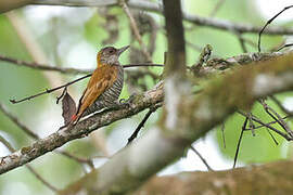 Red-rumped Woodpecker