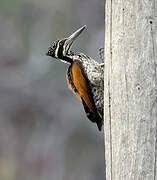 Greater Flameback