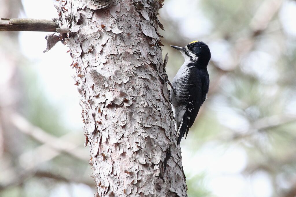 Black-backed Woodpecker male adult