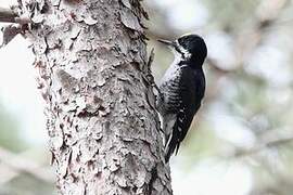 Black-backed Woodpecker