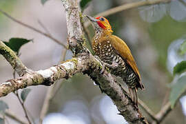 White-throated Woodpecker