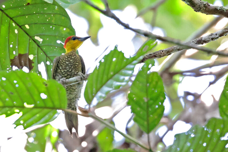 Yellow-throated Woodpecker female
