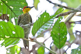 Yellow-throated Woodpecker