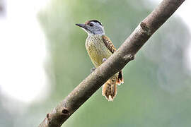 Speckle-breasted Woodpecker