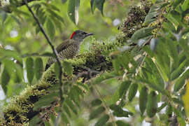 Fine-banded Woodpecker