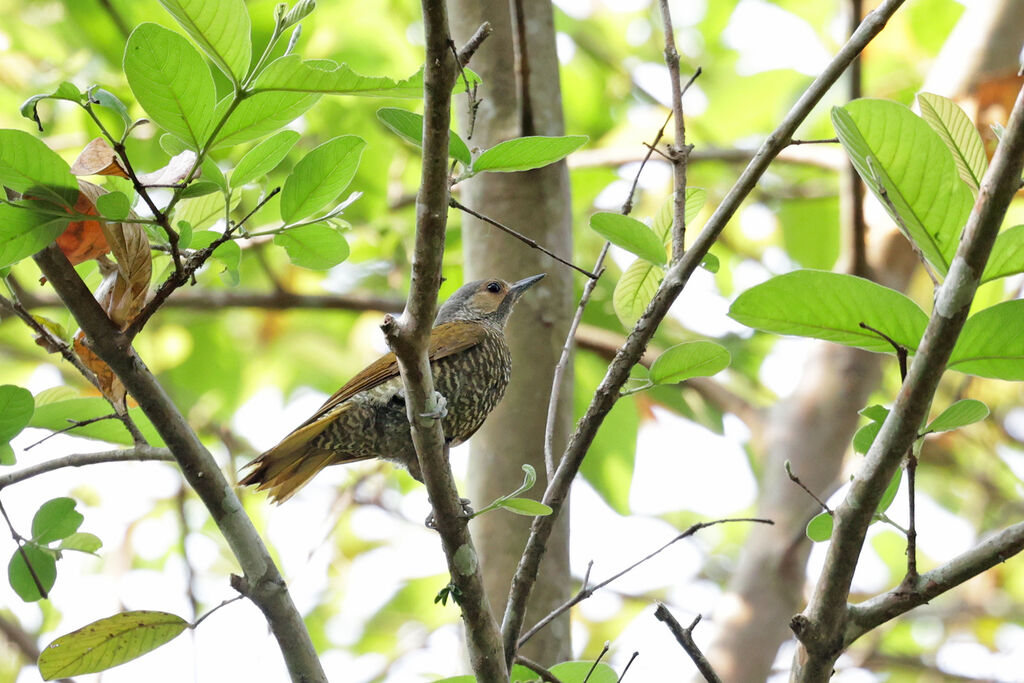 Grey-crowned Woodpecker female