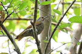 Grey-crowned Woodpecker