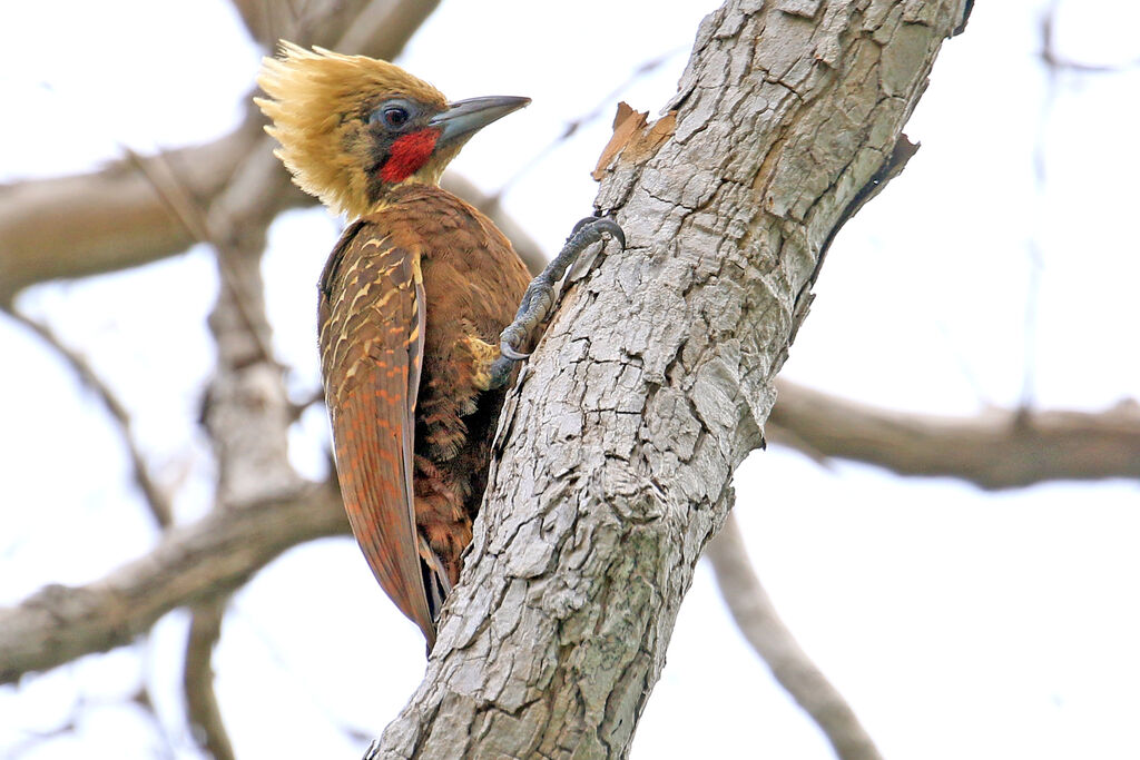 Pale-crested Woodpecker male adult