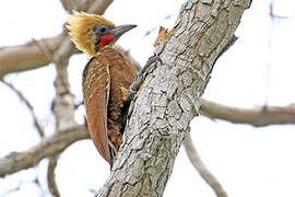 Pale-crested Woodpecker