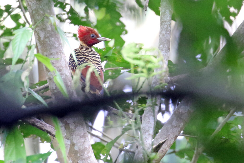 Pic à tête rousse mâle adulte