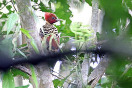 Rufous-headed Woodpecker