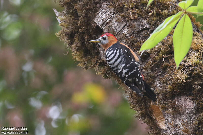 Rufous-bellied Woodpecker male adult, Behaviour