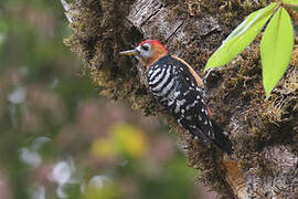 Rufous-bellied Woodpecker