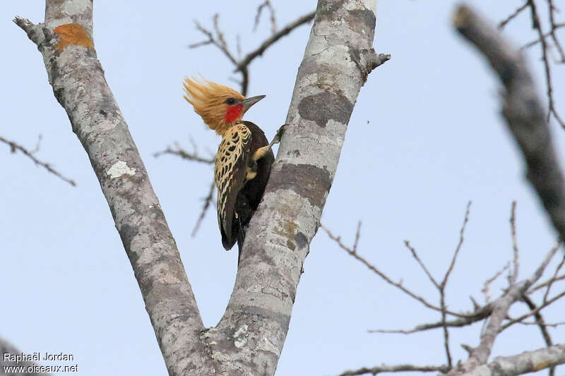 Ochre-backed Woodpecker male adult, identification