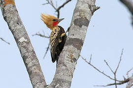 Ochre-backed Woodpecker