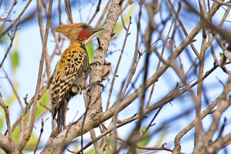 Ochre-backed Woodpecker male adult