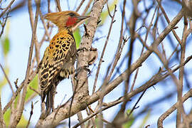 Ochre-backed Woodpecker