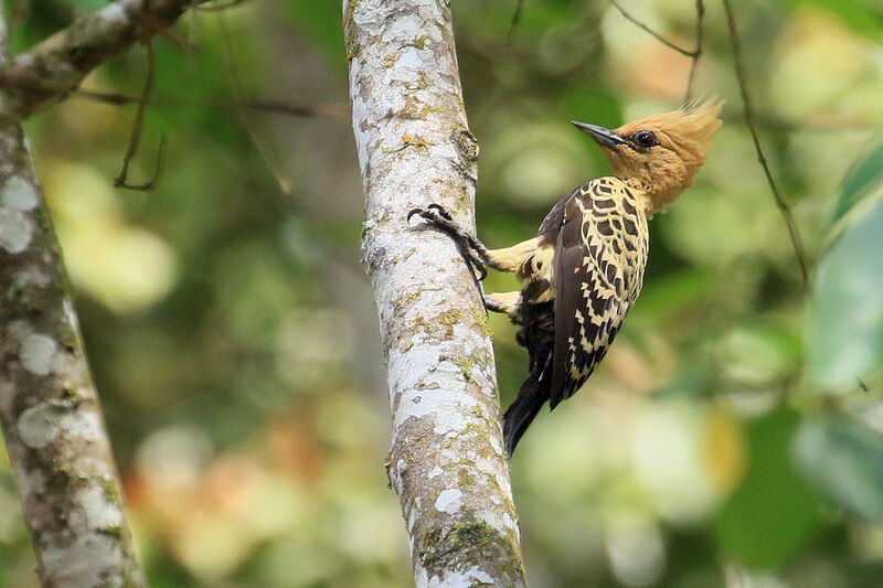Ochre-backed Woodpecker female adult