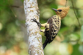 Ochre-backed Woodpecker