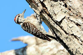 Pic arlequin