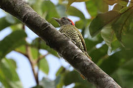 Little Green Woodpecker