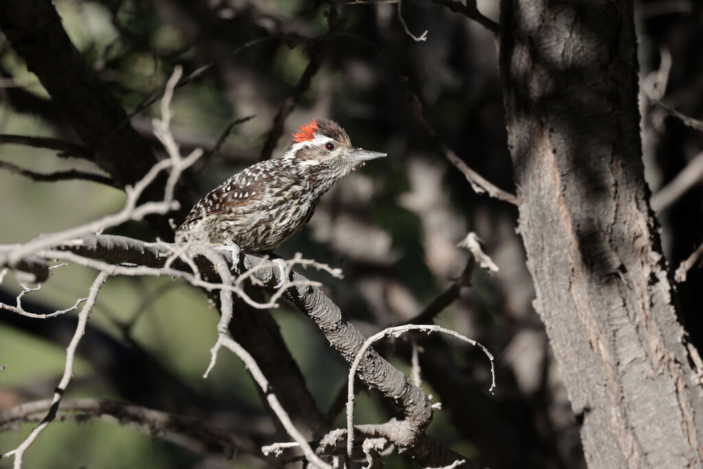 Striped Woodpecker male adult