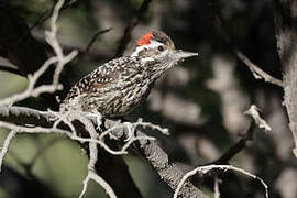 Striped Woodpecker