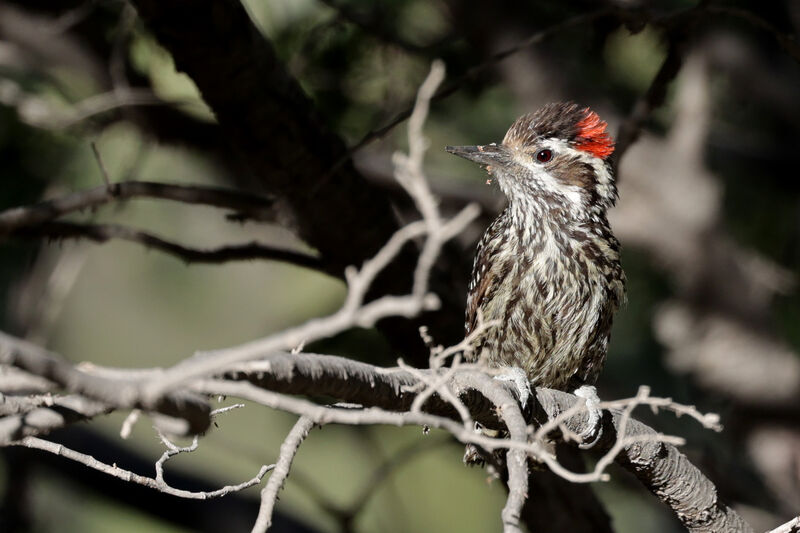 Striped Woodpecker male adult