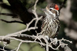 Striped Woodpecker