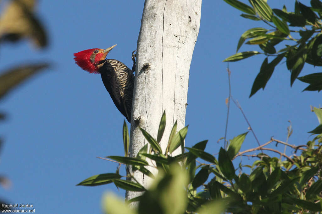 Helmeted Woodpecker male adult breeding, identification