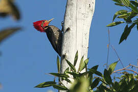 Helmeted Woodpecker