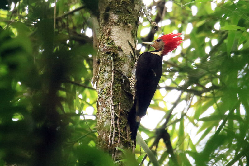 Helmeted Woodpecker female adult