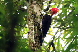 Helmeted Woodpecker