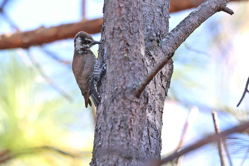 Arizona Woodpecker female