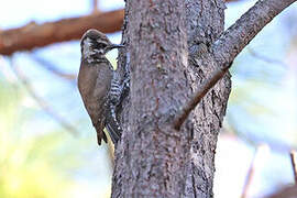 Arizona Woodpecker